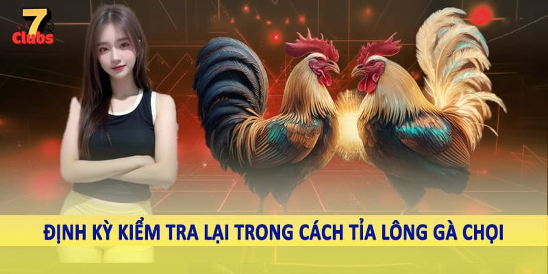 Cách Tỉa Lông Gà Chọi - Kiến Thức Quan Trọng Hội Viên Cần Nắm 6 Định kỳ kiểm tra lại trong cách tỉa lông gà chọi