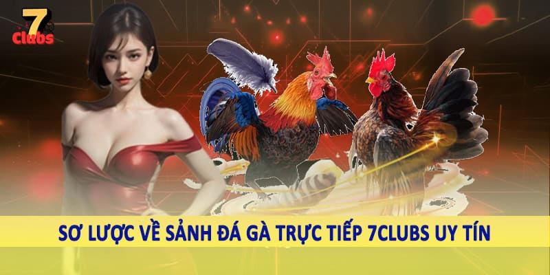 Đá Gà Trực Tiếp 1 Sơ lược về sảnh đá gà trực tiếp 7Clubs uy tín