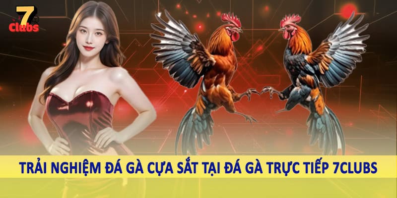 Đá Gà Trực Tiếp 4 Trải nghiệm đá gà cựa sắt tại đá gà trực tiếp 7Clubs