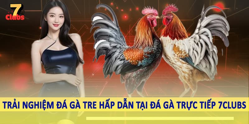 Đá Gà Trực Tiếp 5 Trải nghiệm đá gà tre hấp dẫn tại đá gà trực tiếp 7Clubs