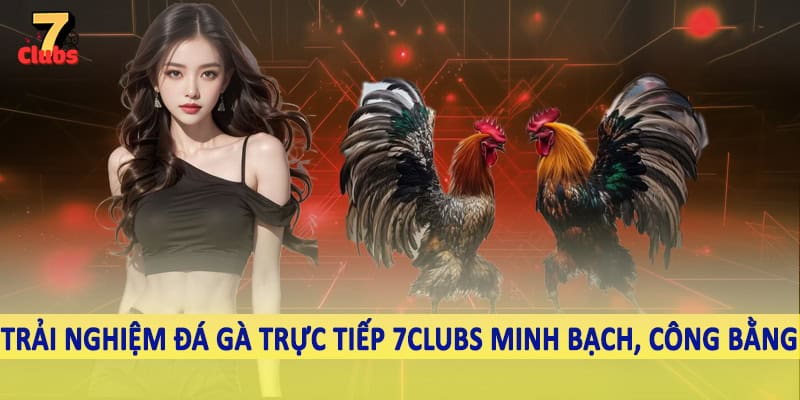 Đá Gà Trực Tiếp 3 Trải nghiệm đá gà trực tiếp 7Clubs minh bạch, công bằng